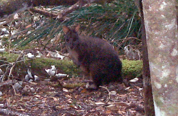 Wallaby