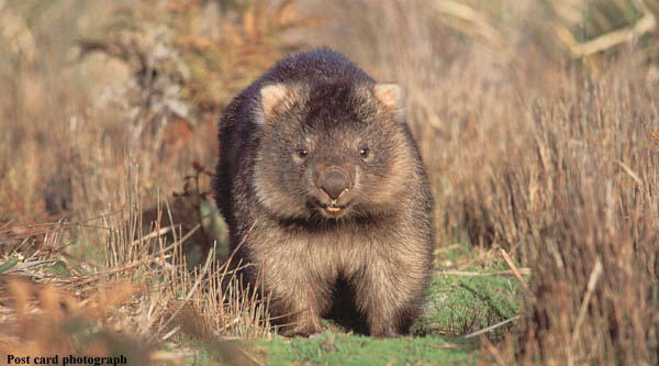 Wombat